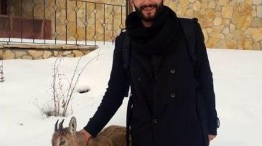 Yaban Keçisi Donarak Öldü