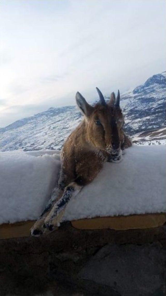 Yaban Keçisi Donarak Öldü