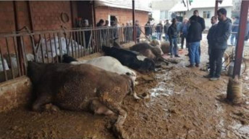 Elektrik Ka&ccedil;ağı 5 Gebe İneği Telef Etti