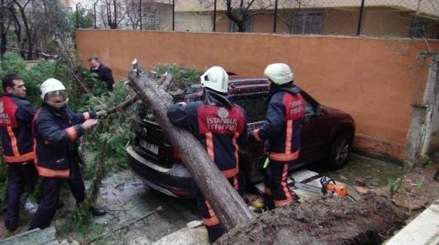 Fırtına'dan Ağa&ccedil;lar Devrildi
