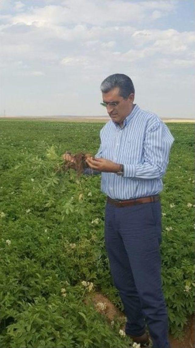 Konya Şeker, Patates Üreticisinin Yüzünü Güldürdü