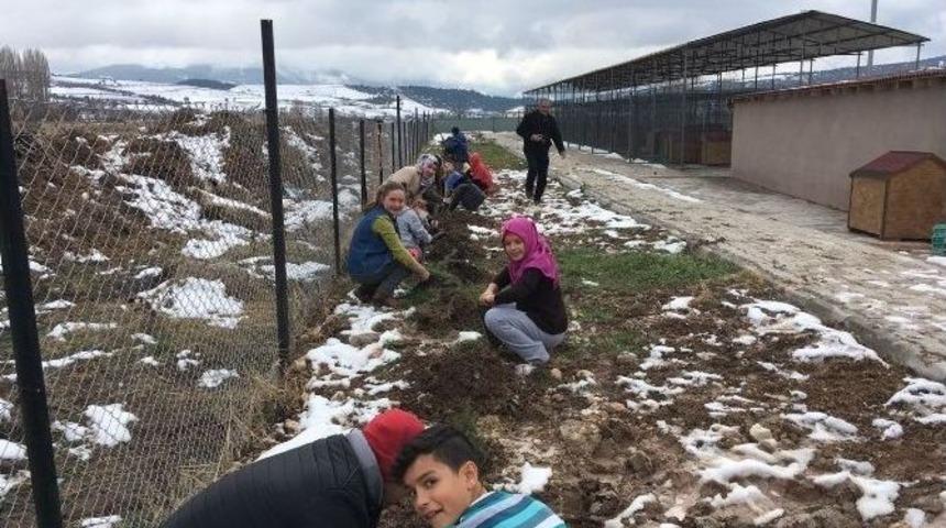G&ouml;lpazarı&rsquo;da &Ouml;ğrenciler Şehitler İ&ccedil;in Fidan Dikti
