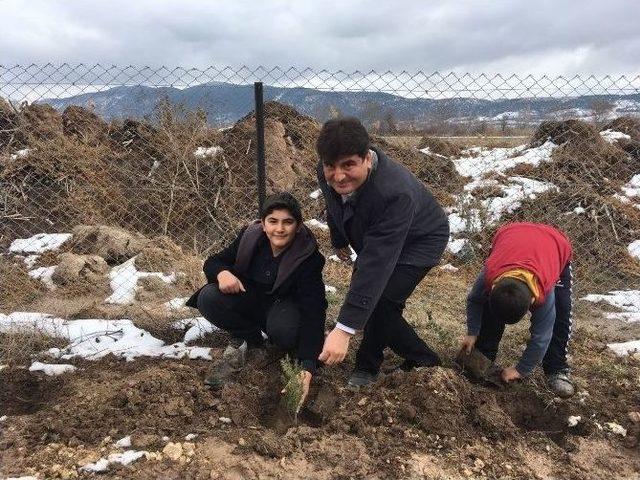 Gölpazarı’da Öğrenciler Şehitler İçin Fidan Dikti