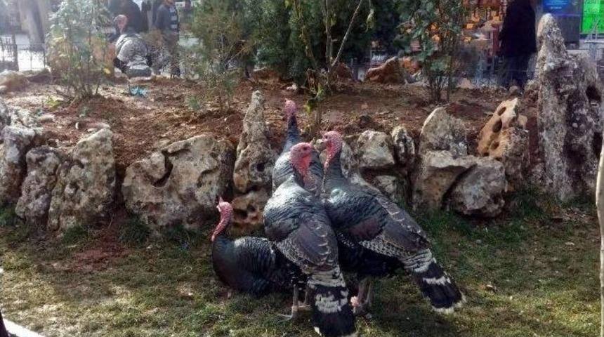 Yılbaşı Hindileri Alıcı Bekliyor