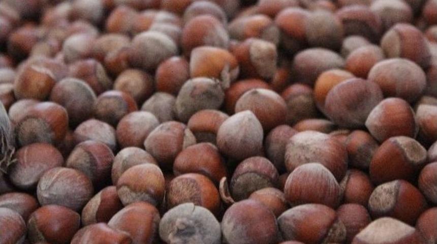 Fındık Yerinde Sayıyor