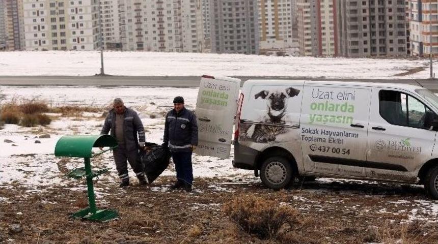 Talas Belediyesi Yaban Ve Sokak Hayvanlarını Unutmadı