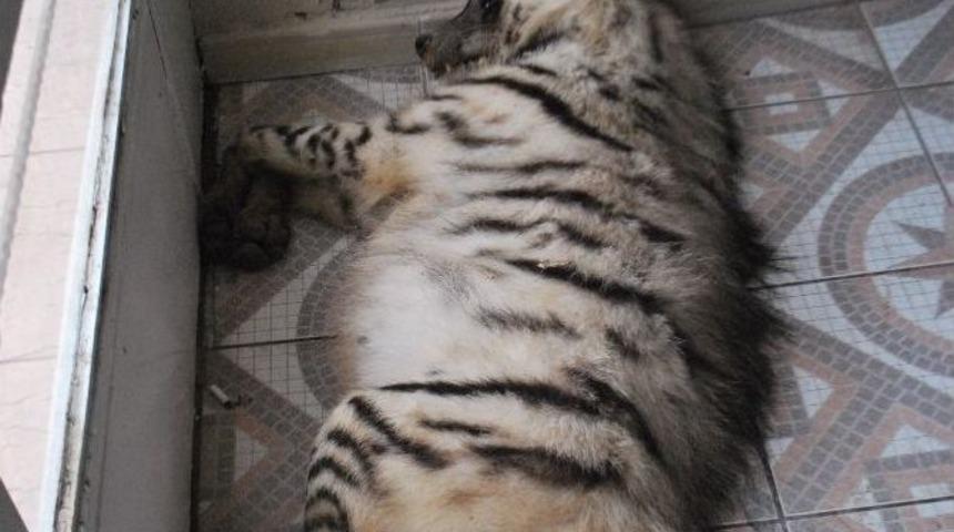 Koruma Altındaki Çizgili Sırtlan Trafik Kazası Kurbanı Oldu