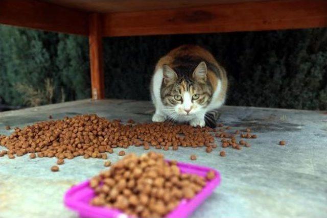 Sokak Kedileri Için 'kedi Köşkü' Projesi