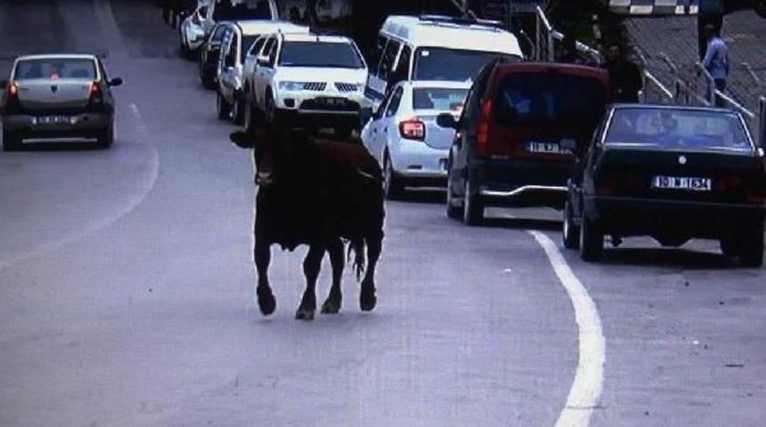Gemiden Ka&ccedil;an Angus 2 Saate Yakalandı