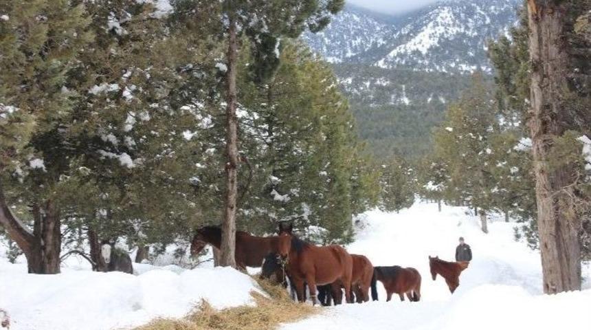 Yılkı Atları Ve Sokak Hayvanları İ&ccedil;in Doğaya Yem Bırakıldı