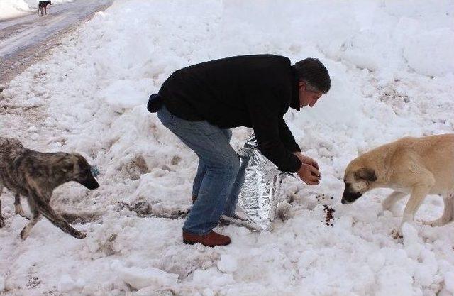 Yılkı Atları Ve Sokak Hayvanları İçin Doğaya Yem Bırakıldı