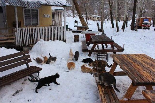 Yılkı Atları Ve Sokak Hayvanları İçin Doğaya Yem Bırakıldı