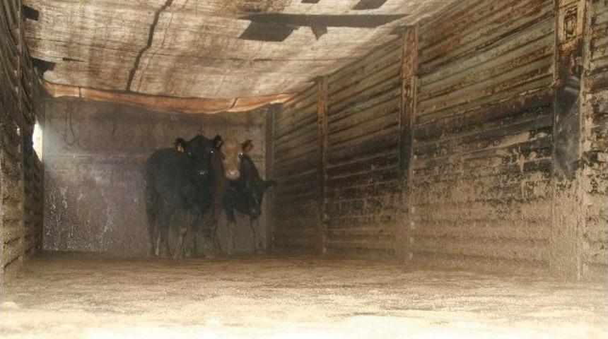 Devrek&rsquo;te Gen&ccedil; Girişimci &Ccedil;ift&ccedil;ilere B&uuml;y&uuml;kbaş Hayvan Hibe Edildi