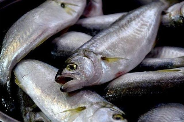 Giresun’da Hamsinin Fiyatı Bir Günde Yarıya İndi