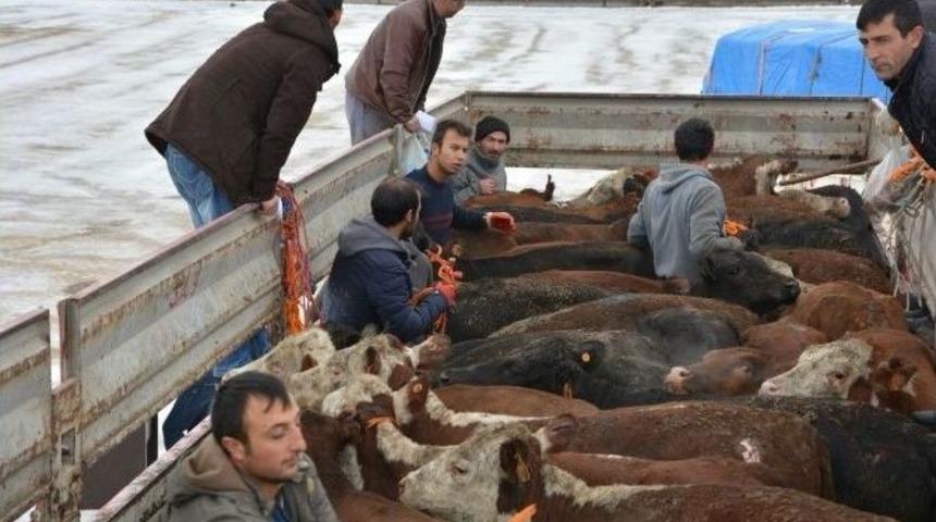 Gen&ccedil; &Ccedil;ift&ccedil;ilere Hayvan Dağıtımı