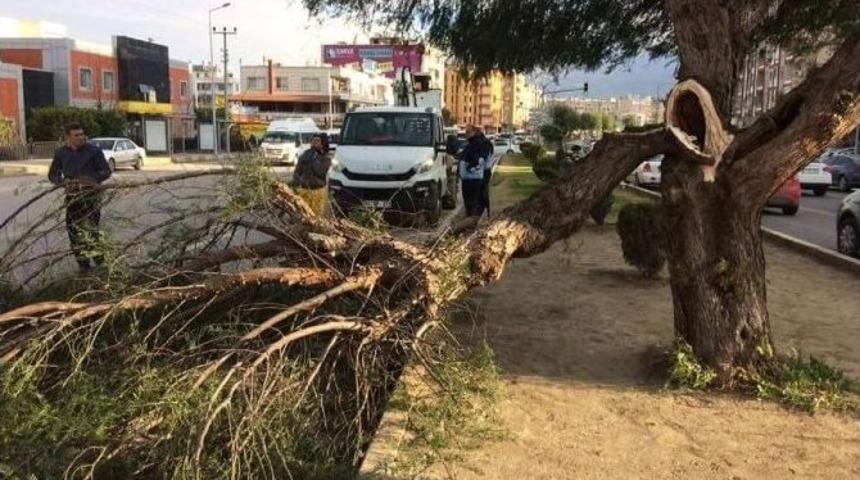 İskenderun&rsquo;da Fırtına Ağa&ccedil;ları Devirdi