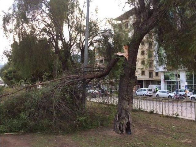 İskenderun’da Fırtına Ağaçları Devirdi