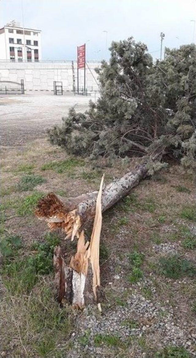 İskenderun’da Fırtına Ağaçları Devirdi