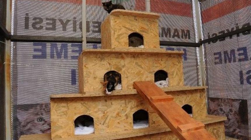 Mamak&rsquo;ta Sokak Kedileri İ&ccedil;in &Ouml;rnek Uygulama