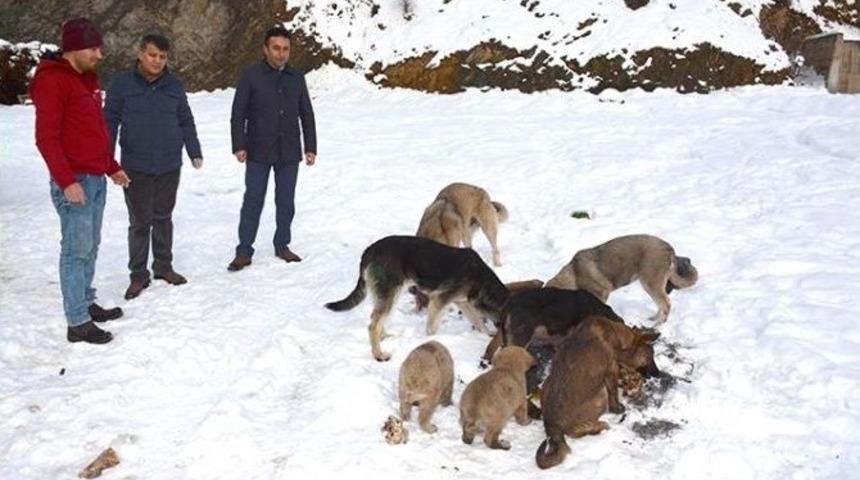 Hakkari Belediyesi Sokak Hayvanlarına Sahip &Ccedil;ıktı
