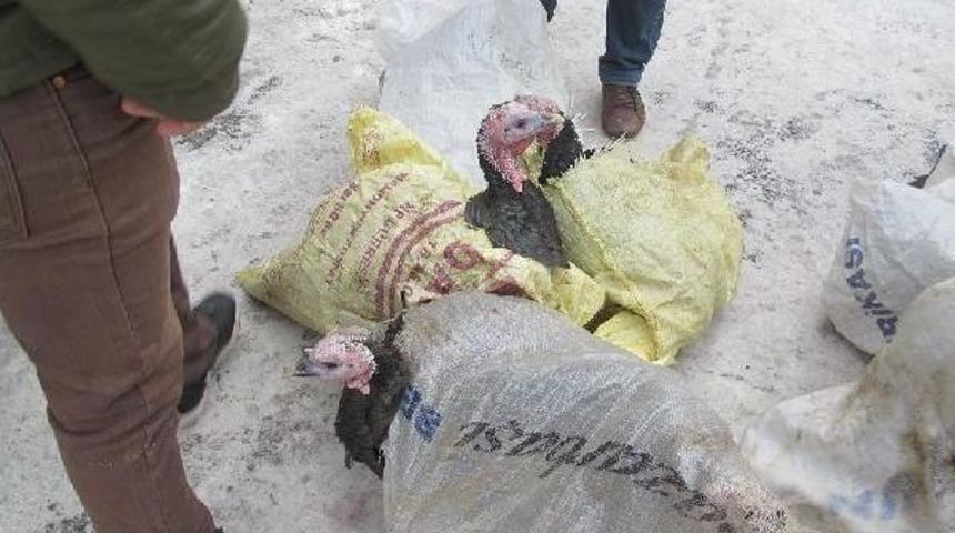 Sıfırın Altında 20 Derece Soğukta Hindi Satışı