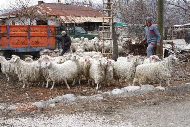 Çobanlık Aşkı Bekar Kalmayı Bile Göze Aldırdı