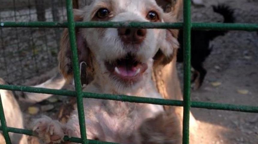 'kedi Ve Köpekler Hediye Olmasın'