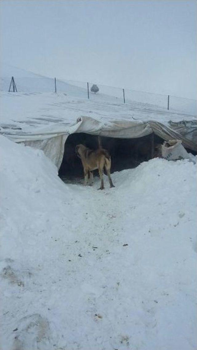 Antalya Korkuteli’nde Karda Mahsur Kalan 3 Çoban Ve Koyunları Kurtarıldı