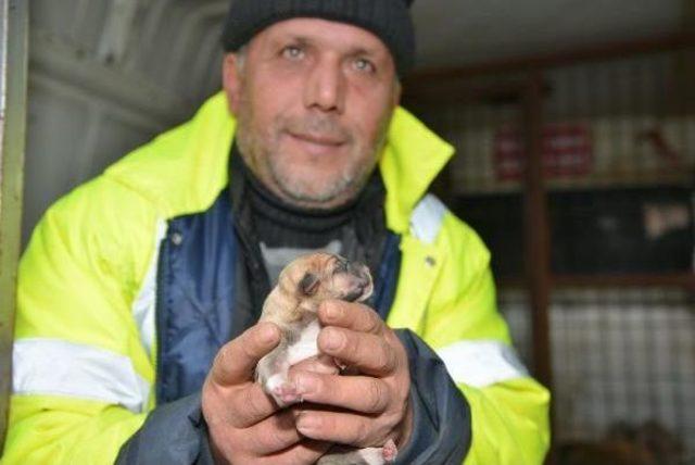 Sokak Köpeği Ve 8 Yavrusuna Belediye Sahip Çıktı