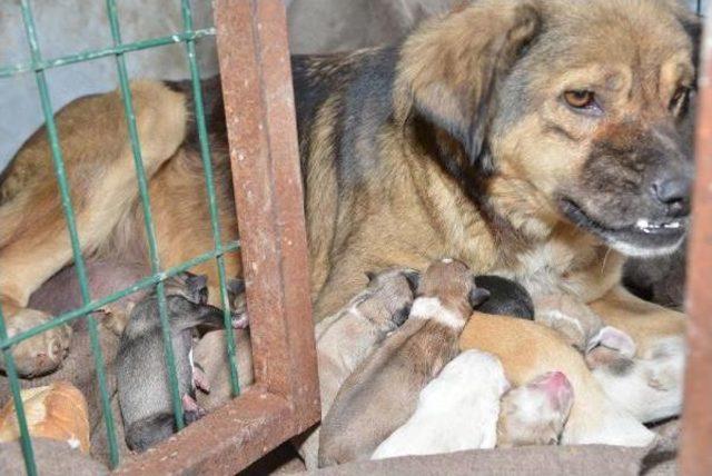 Sokak Köpeği Ve 8 Yavrusuna Belediye Sahip Çıktı