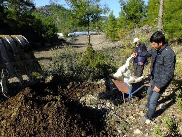 Serik Canlı Hayvan Pazarı Karantinaya Alındı