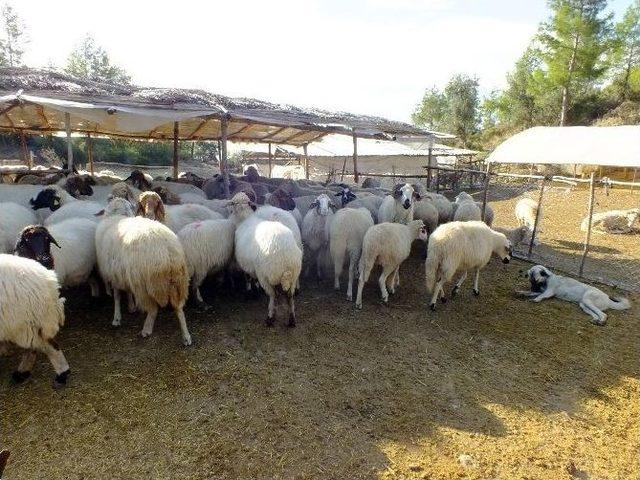 Serik Canlı Hayvan Pazarı Karantinaya Alındı