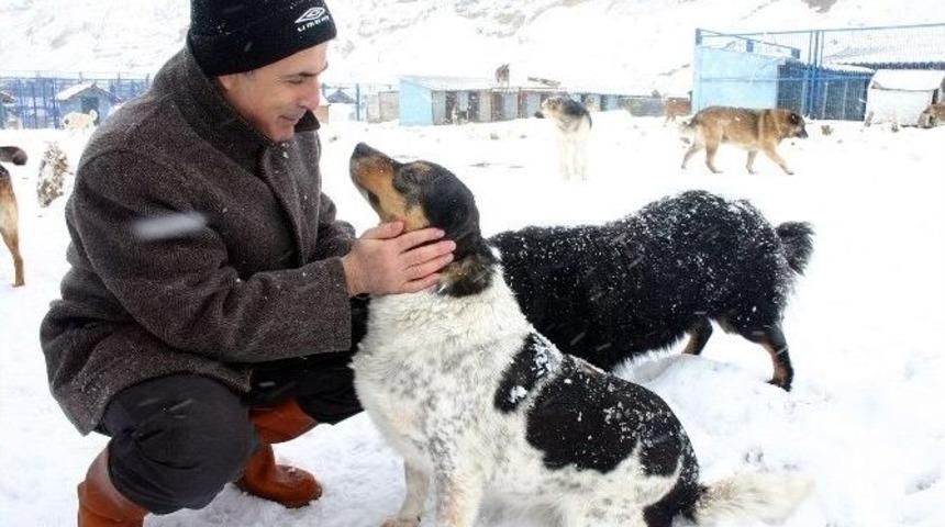 B&uuml;y&uuml;k&ccedil;ekmece Belediyesi Binlerce Sokak Hayvanını Sağlığına Kavuşturdu