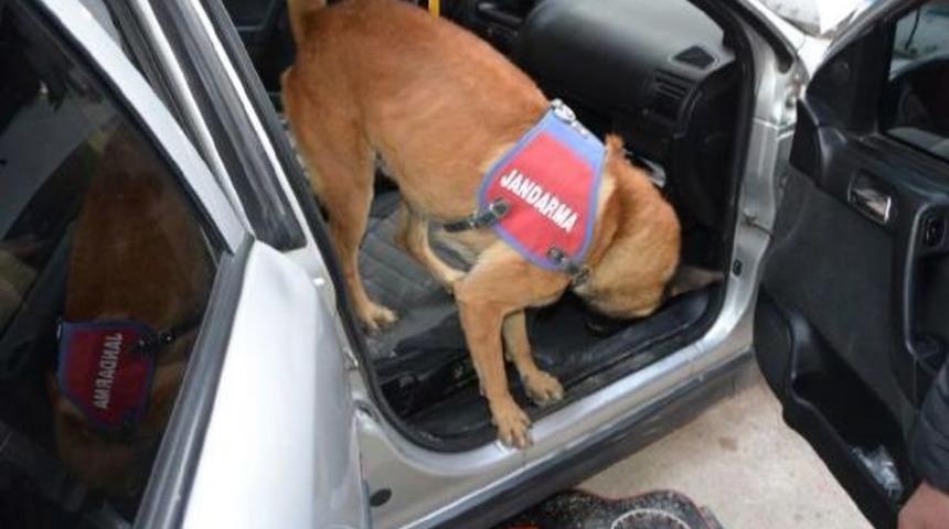 Polis K&ouml;peği 'evlat' Otomobildeki Uyuşturucuyu Buldu