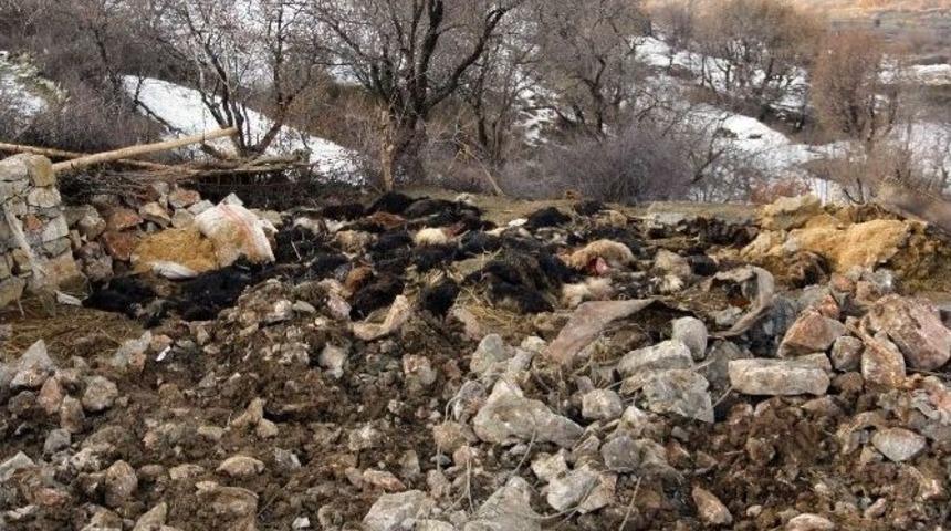 Ahır &Ccedil;&ouml;kt&uuml;, 180 Ke&ccedil;i Telef Oldu