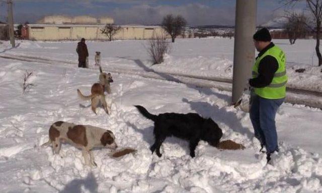 Uşak'ta Karda Aç Kalan Sokak Hayvanlarına Yiyecek