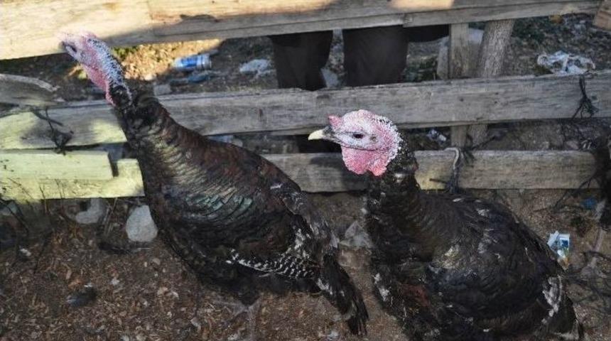 Hindi Satışında Salyangoz Benzetmesi