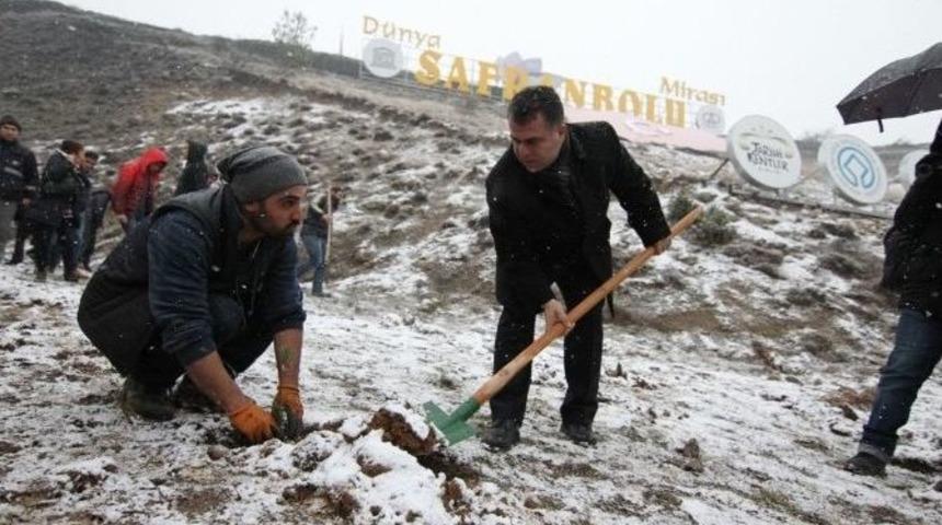 Safranbolu&rsquo;da &Ccedil;am Ağa&ccedil;larının Kesilmesi, Fidan Dikimiyle Protesto Edildi