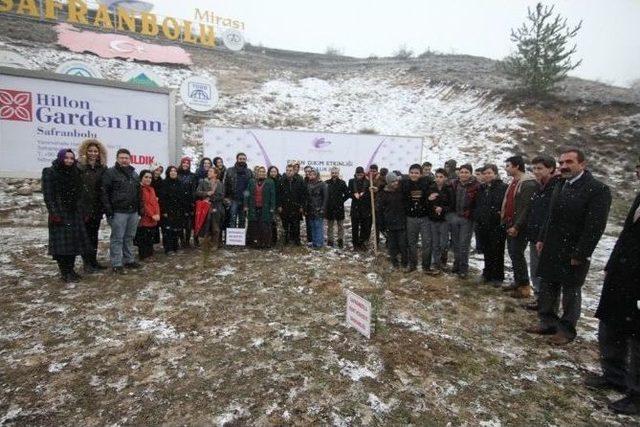 Safranbolu’da Çam Ağaçlarının Kesilmesi, Fidan Dikimiyle Protesto Edildi