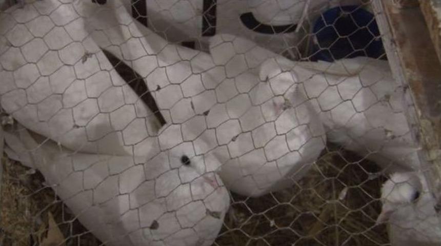 Başkent&rsquo;te G&uuml;vercinler A&ccedil;ık Arttırmada