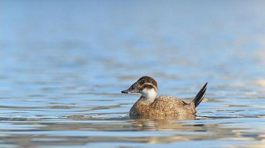 Dikkuyruk Manyas Kuş Cenneti&rsquo;ni Sevdi
