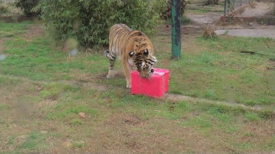 (&ouml;zel Haber) Hayvanat Bah&ccedil;esi Sakinlerine Yılbaşı Hediyesi