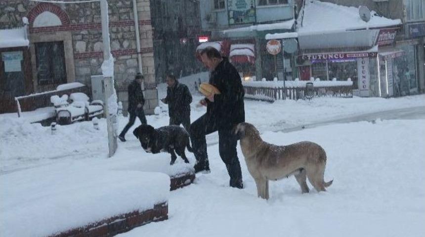 Tosya&rsquo;da A&ccedil; Kalan Sokak K&ouml;peklerini Vatandaşlar Besledi