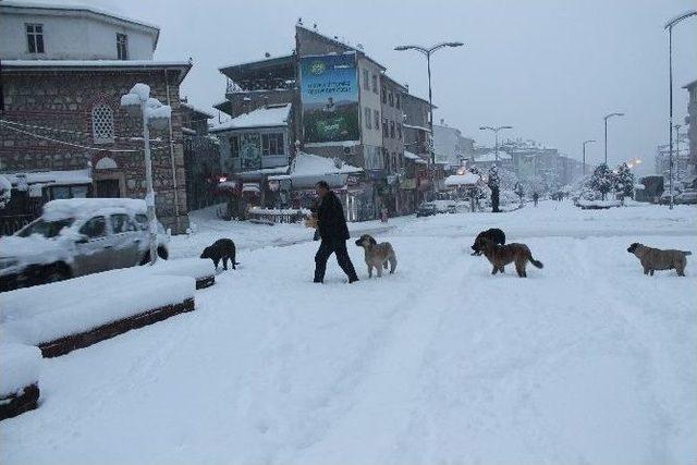 Tosya’da Aç Kalan Sokak Köpeklerini Vatandaşlar Besledi