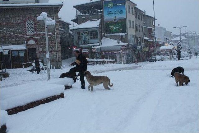 Tosya’da Aç Kalan Sokak Köpeklerini Vatandaşlar Besledi