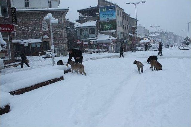 Tosya’da Aç Kalan Sokak Köpeklerini Vatandaşlar Besledi