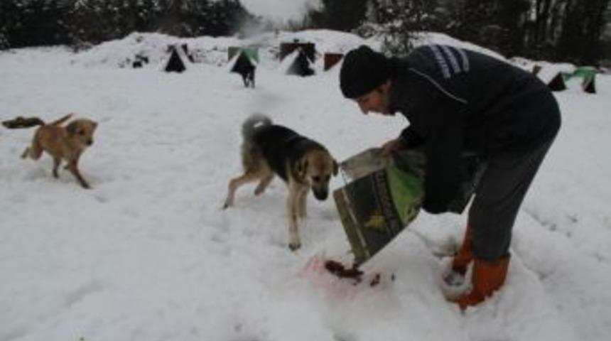 Sokak Hayvanlarına B&uuml;y&uuml;kşehir&rsquo;den Şefkat Eli