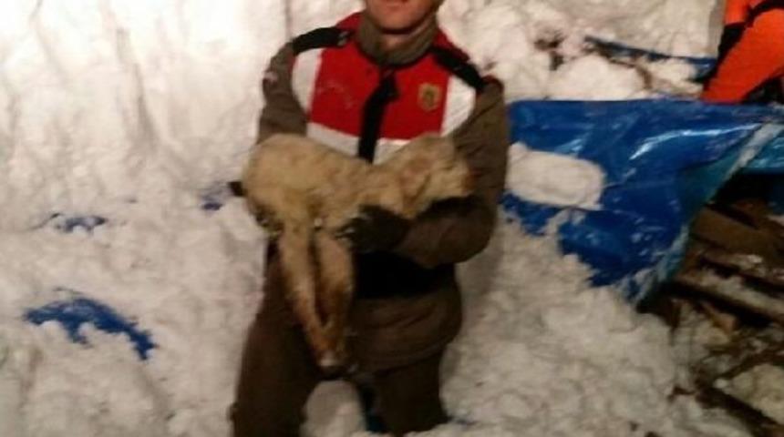 Bursa'da Ahır &Ccedil;&ouml;kt&uuml;, 50 Hayvan Telef Oldu