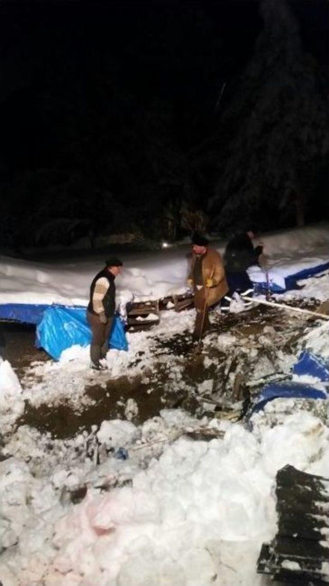 Bursa’da Aşırı Kardan Ağıl Çöktü, 300 Koyun Kar Altın Kaldı