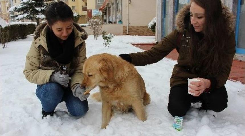 A&ccedil; K&ouml;peği Elleri İle Beslediler